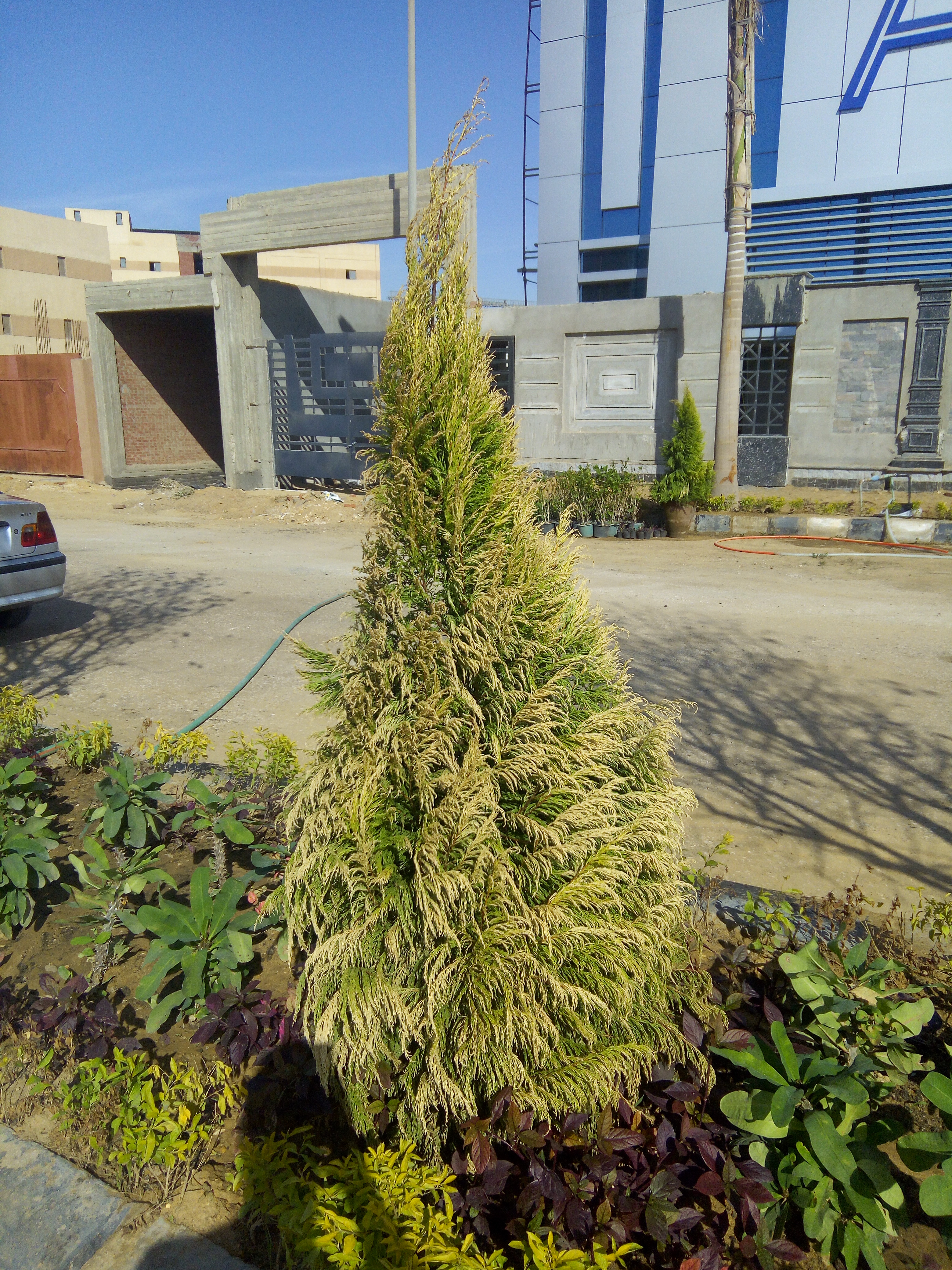 AIG Pharma - صورة 37