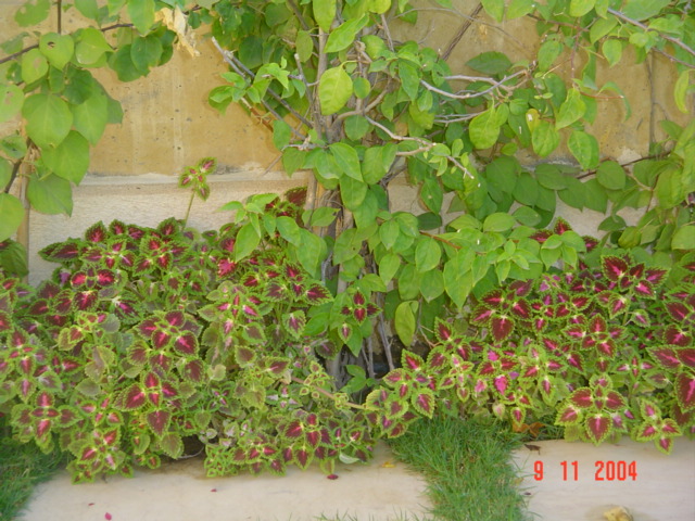 فيلا شخصية - قطامية هايتس 2 - صورة 2