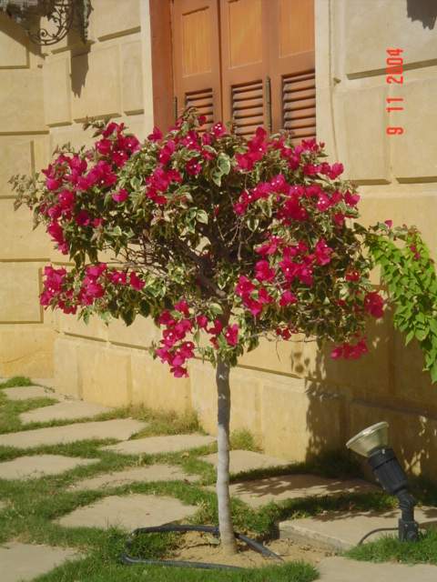 فيلا شخصية - قطامية هايتس 2 - صورة 3