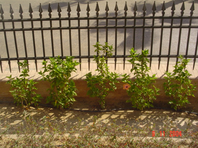 فيلا شخصية - قطامية هايتس 2 - صورة 20