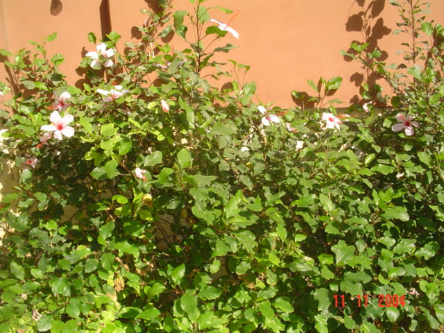 فيلا شخصية - قطامية هايتس 2 - صورة 24