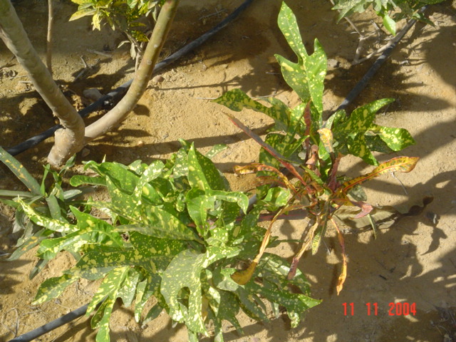 فيلا شخصية - قطامية هايتس 2 - صورة 27