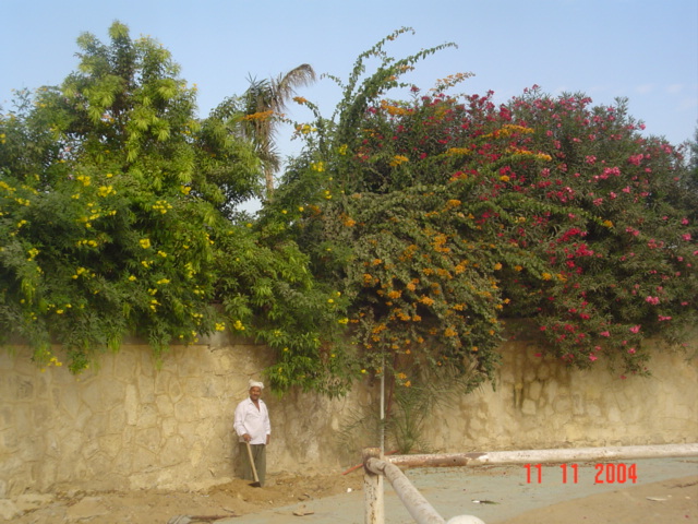 فيلا شخصية - سقارة - صورة 13