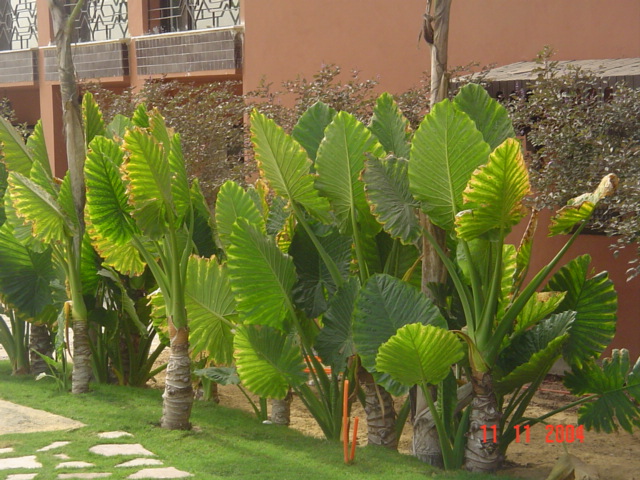 فيلا شخصية - سقارة - صورة 18