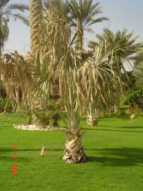 فيلا شخصية - سقارة - صورة 19