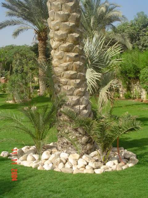 فيلا شخصية - سقارة - صورة 20