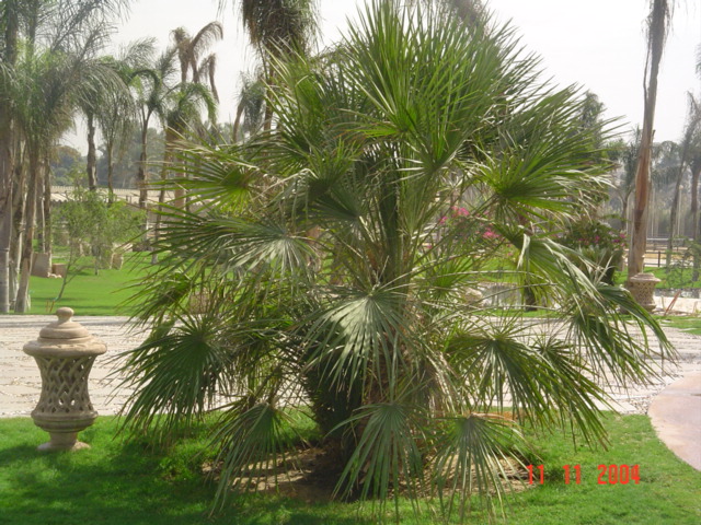 فيلا شخصية - سقارة - صورة 23