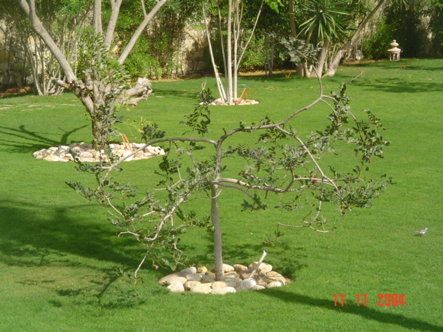 فيلا شخصية - سقارة - صورة 25