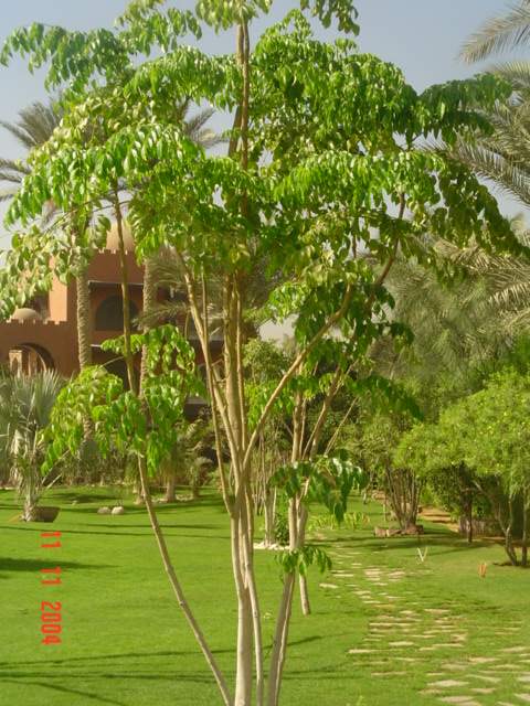 فيلا شخصية - سقارة - صورة 29