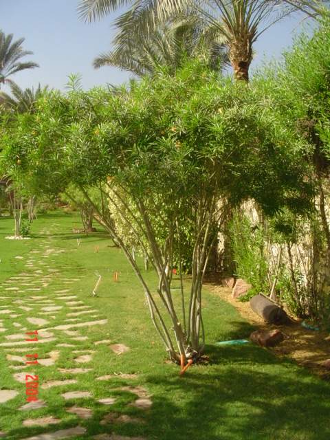 فيلا شخصية - سقارة - صورة 30