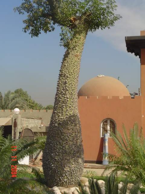 فيلا شخصية - سقارة - صورة 33